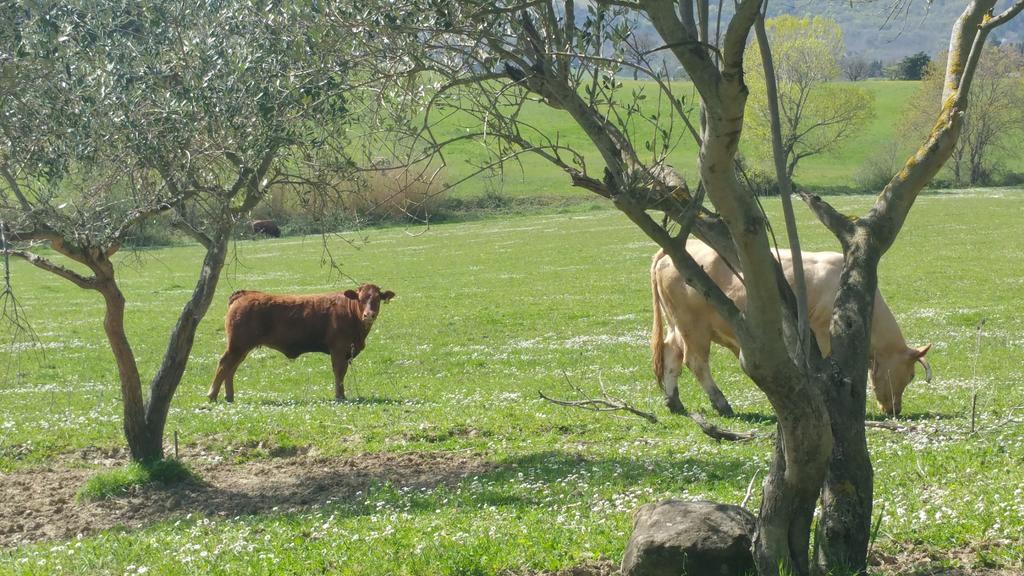 Pietra Maula Agriturismo Castelraimondo Buitenkant foto